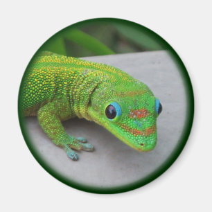 Aimant Gold Dust Day Gecko – Audition and Get Some Gecko