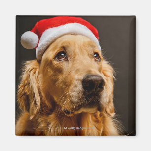 Aimant Golden retriever posant pour son Noël