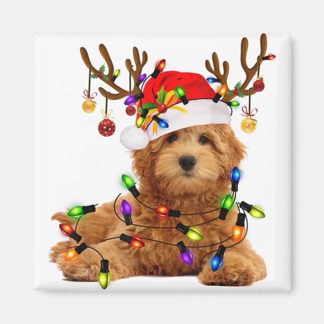 Aimant Goldendoodle noël rennes lumières de noël p (Devant)