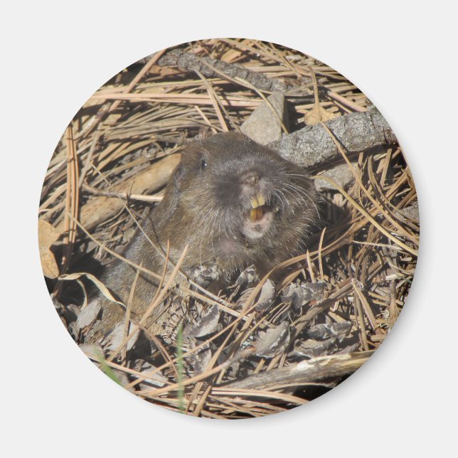 Aimant Gopher de poche (Devant)