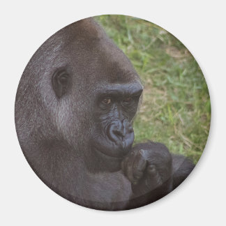 Aimant Gorilla