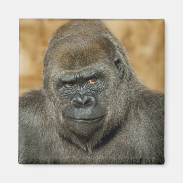 Aimant Gorilla (Devant)