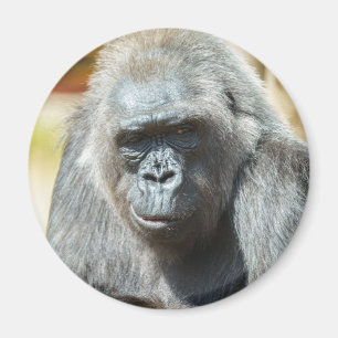 Aimant Gorilla Biddy