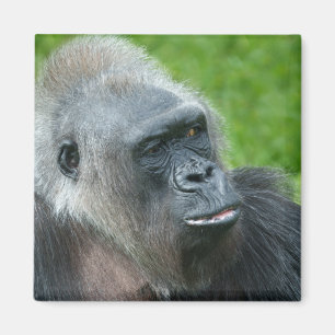 Aimant Gorilla Biddy