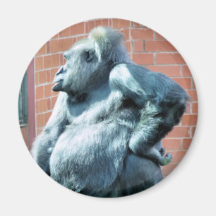 AIMANT GORILLAS