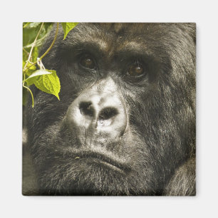 Aimant Gorille des montagnes, Gorilla beringei beringei,