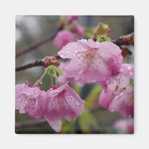 Aimant Gouttes de pluie sur les fleurs de cerisier roses