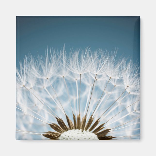 Aimant Graines de Dandelion (Devant)