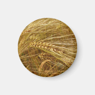 Aimant Grains of wheat in the field.  It’s Harvest Time! 