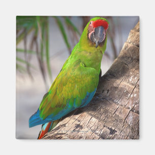 Aimant Grand ara vert sur un arbre