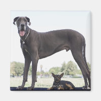 Grand dane et petit chien de race mixte