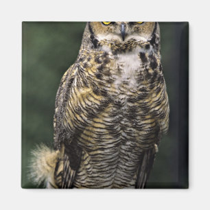 Aimant Grand-duc d'Amérique (Bubo virginianus), corps ent