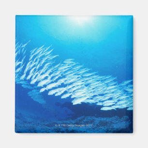 Aimant Grand groupe de natation de Goatfish de truite