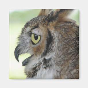 Aimant Grand portrait de hibou à cornes