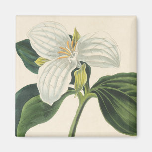 Aimant Grand Trillium Fleuri