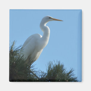 Aimant Grande Aigrette en Floride ensoleillée