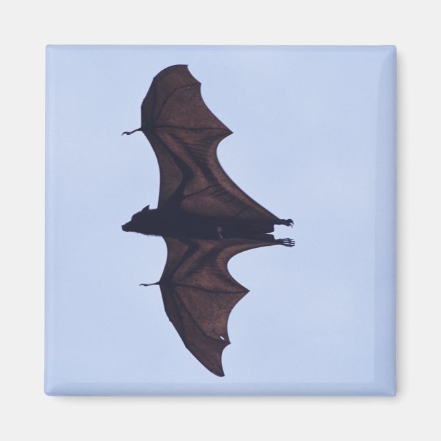 Aimant Grande chauve-souris volante (Devant)