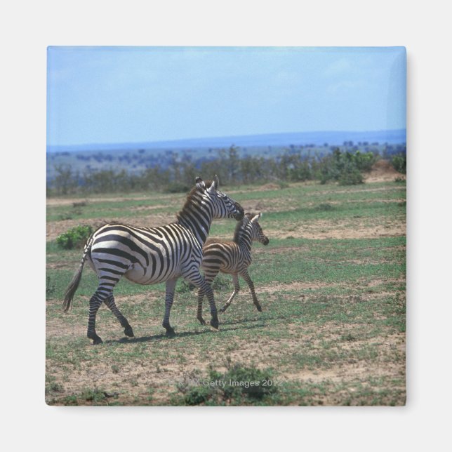 Aimant Grant Zebra (Devant)