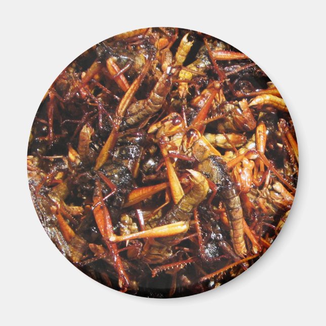 Aimant Grasshopper frit (Takkataen Thot) Alimentation asi (Devant)