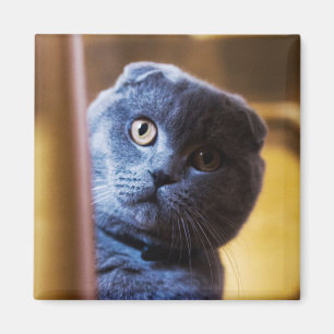 Aimant Gray Kitty