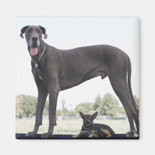 Aimant Great dane et petit chien de mélangé-race