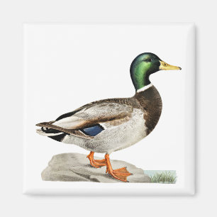 Aimant Green Mallard Chasse au canard Art de la nature