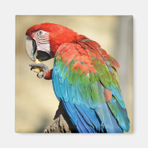 Aimant Green-winged Macaw on perch