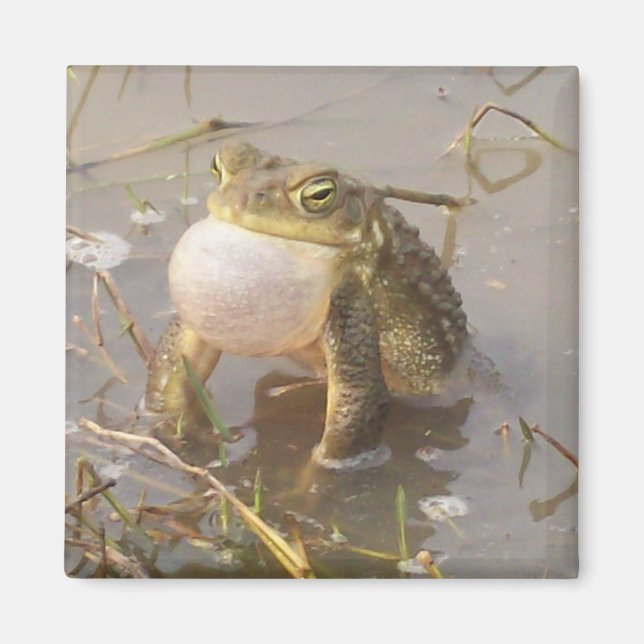Aimant Grenouille (Devant)