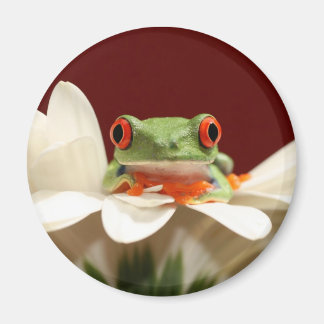 Aimant grenouille