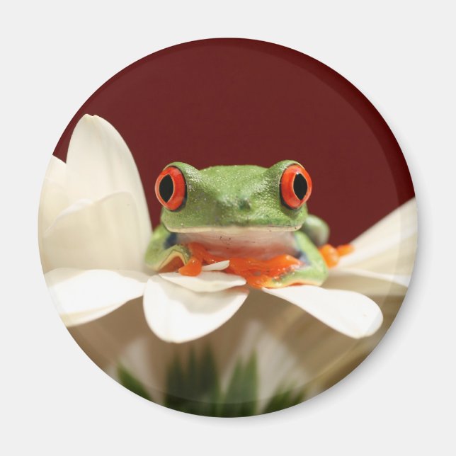 Aimant grenouille (Devant)