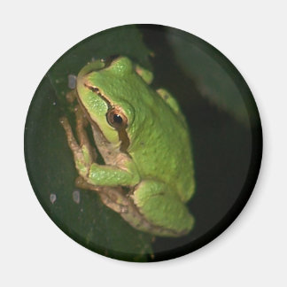 Aimant grenouille à arbre vert