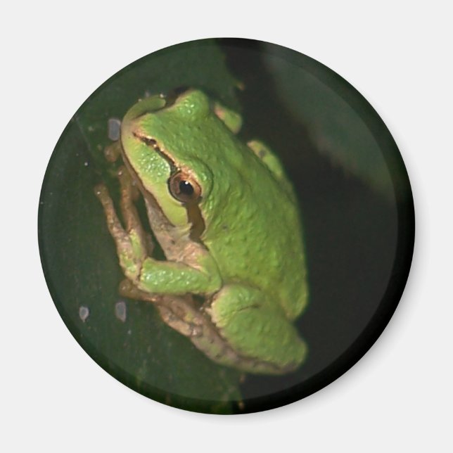 Aimant grenouille à arbre vert (Devant)