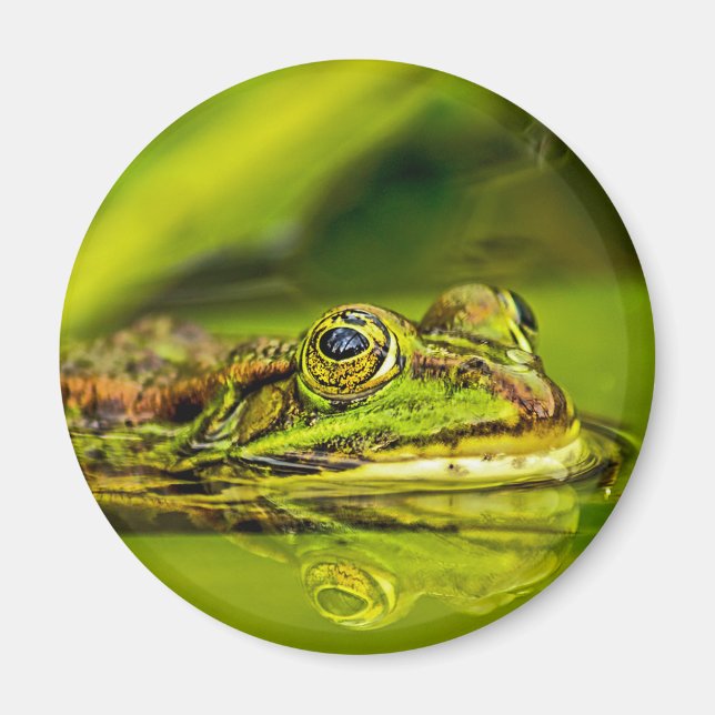 Aimant grenouille à eau (Devant)
