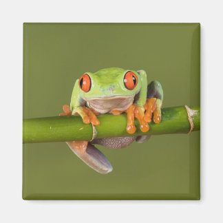 Aimant Grenouille à paupières vertes