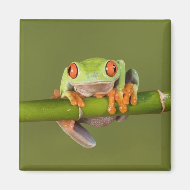 Aimant Grenouille à paupières vertes (Devant)