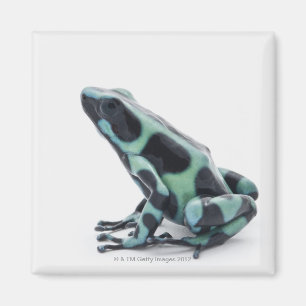 Aimant Grenouille à poison noire et verte