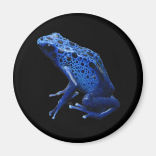 Aimant Grenouille à tarte à poison bleu