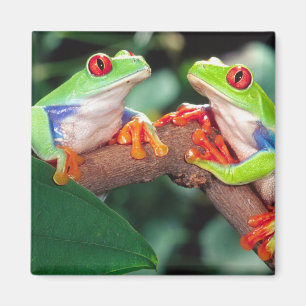 Aimant Grenouille aux yeux rouges, Agalychinis callidryas