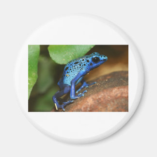 Aimant grenouille bleue