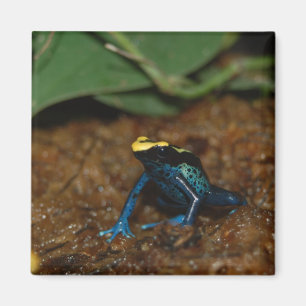 Aimant Grenouille colorée