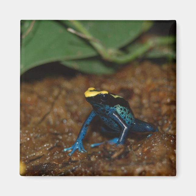 Aimant Grenouille colorée (Devant)