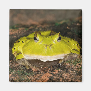 Aimant Grenouille corne brésilienne, Ceratophrys cornuta,
