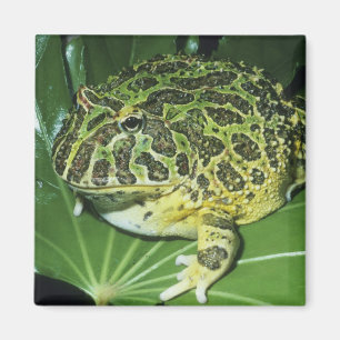Aimant Grenouille cornu orné, (Ceratophrys ornata),