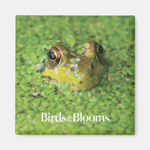 Aimant Grenouille dans les algues vertes