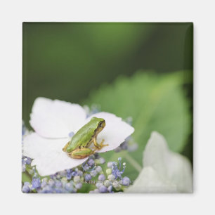 Aimant Grenouille d'arbre se reposant sur un hortensia,