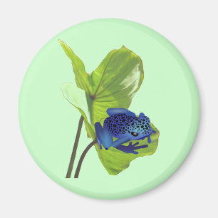 Aimant Grenouille de dard de poison