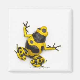 Aimant Grenouille de dard de poison de bourdon