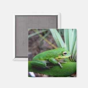 Aimant Grenouille d'écureuil, réserve de Timucuan, Florid