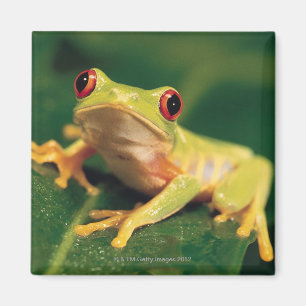 Aimant Grenouille des yeux rouges