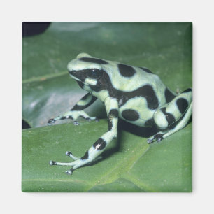 Aimant Grenouille flèche empoisonnée, (Dendrobates auratu